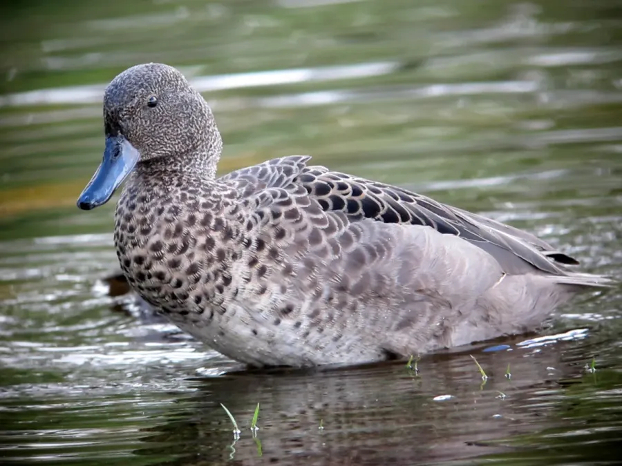 File:Anas andium Garceta barcina Andean Teal (8277653772).jpg