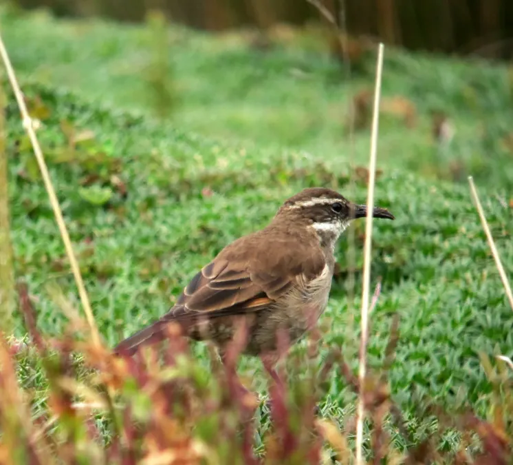 File:Cinclodes excelsior Cincldes cavador Stout-billed Cinclodes (8275372716).jpg