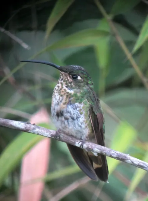 File:Lafresnaya lafresnayi Colibrí aterciopelado Mountain Velvetbreast (male) (8273796919).jpg