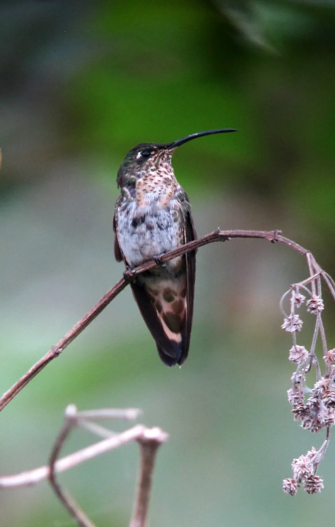 File:Lafresnaya lafresnayi Colibrí aterciopelado Mountain Velvetbreast (female) (8274861806).jpg