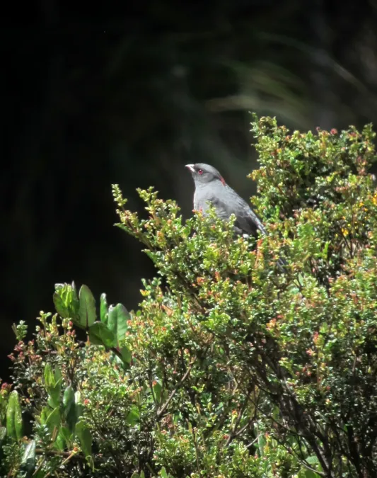 File:Ampelion rubrocristatus Cotinga crestada Red-crested Cotinga (8274796298).jpg