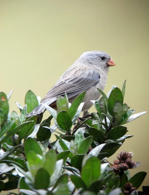 File:Catamenia inornata Semillero andino Plain-coloured Seedeater (8273896972).jpg