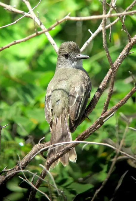 File:Myiarchus apicalis Atrapamoscas apical Apical Flycatcher (8256997019).jpg