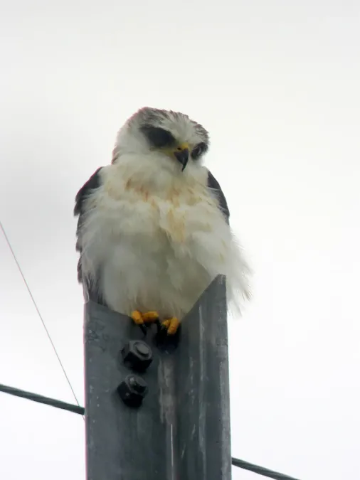 File:Elanus leucurus Gavilán maromero White-tailed Kite (8256971377).jpg
