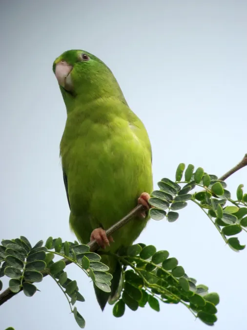File:Forpus conspicillatus Periquito de anteojos Spectacled Parrotlet (8258011344).jpg
