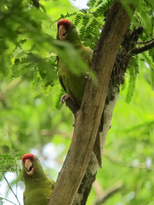 File:Psittacara wagleri Perico frentirrojo Scarlet-fronted Parakeet (8256694439).jpg
