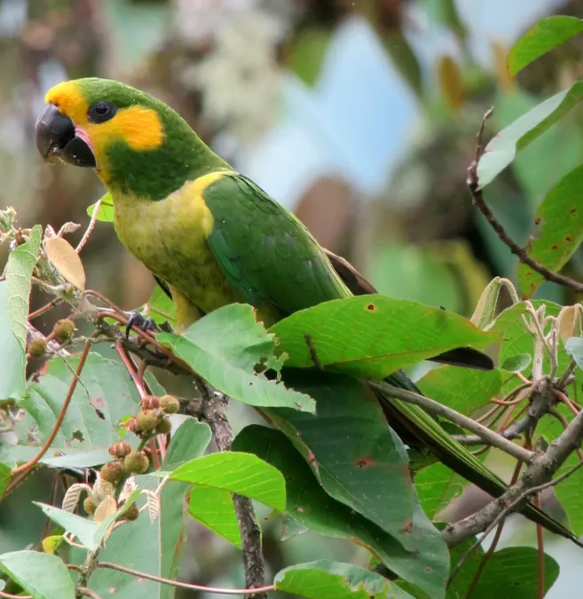 File:Ognorhynchus icterotis Loro orejiamarillo Yellow-eared Parrot (8257754334).jpg