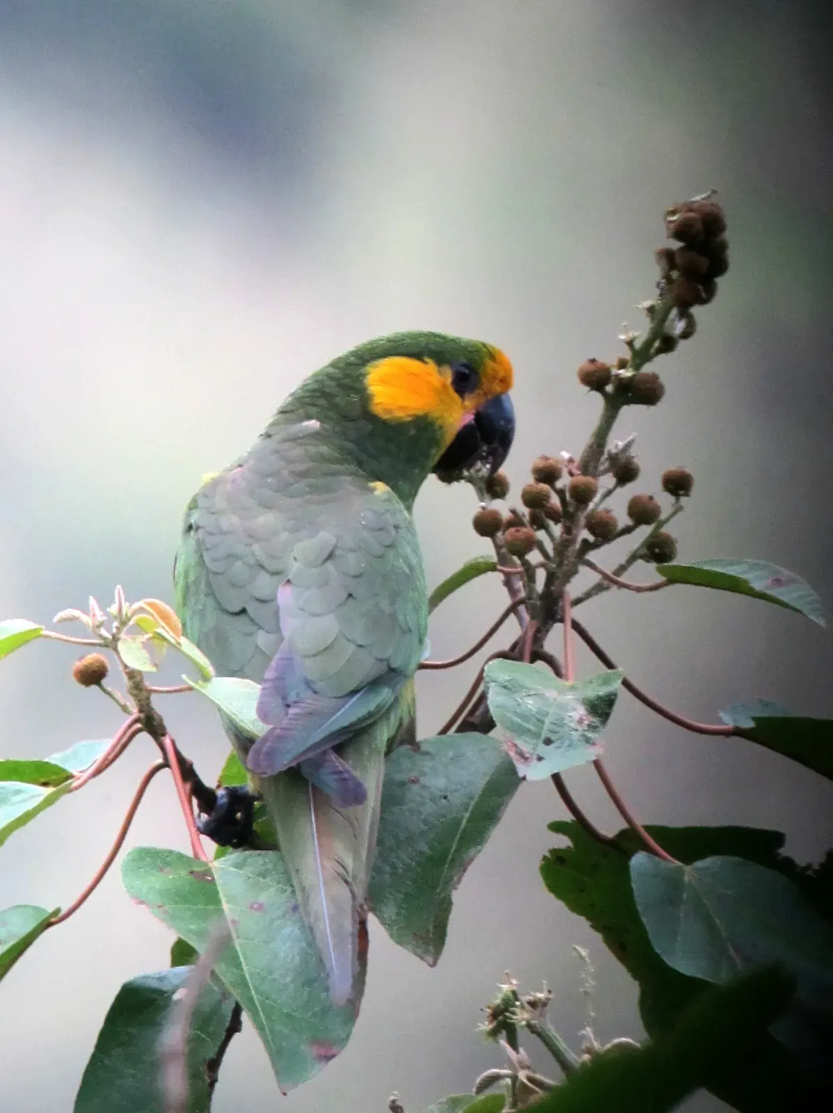 File:Ognorhynchus icterotis Loro orejiamarillo Yellow-eared Parrot (8257740308).jpg