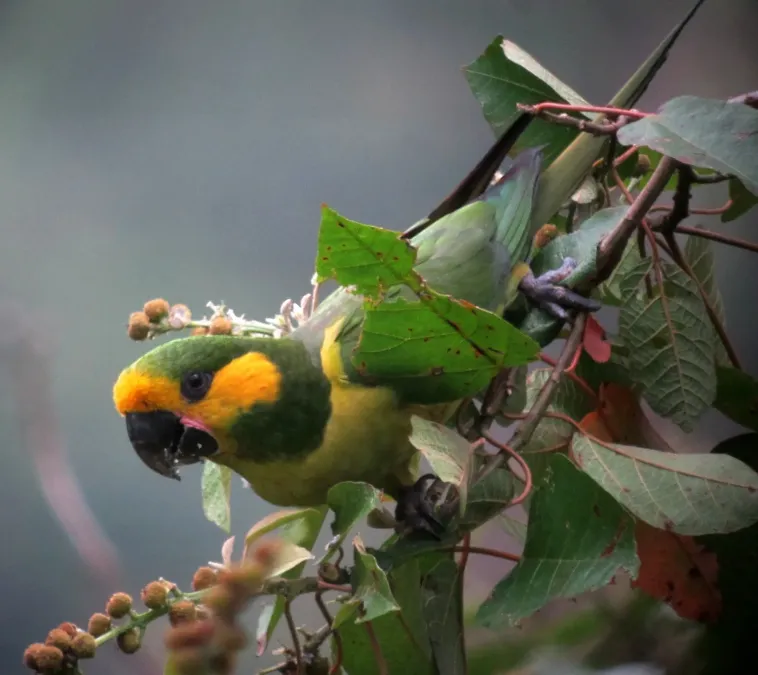 File:Ognorhynchus icterotis Loro orejiamarillo Yellow-eared Parrot (8256656629).jpg