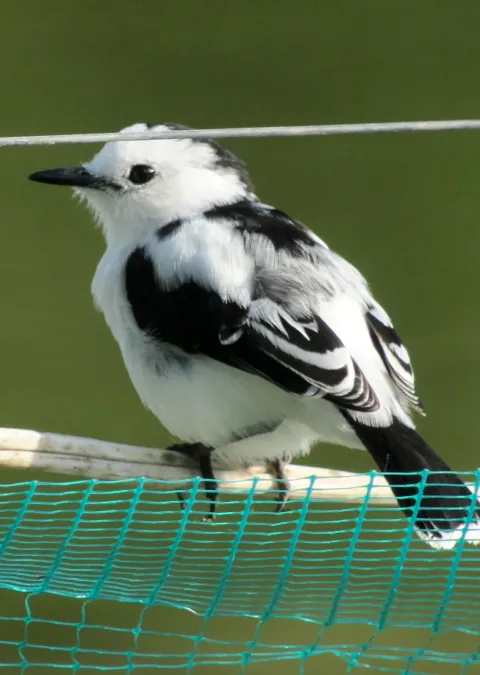 File:Fluvicola pica Viudita frentinegra Pied Water-Tyrant (8256418192).jpg