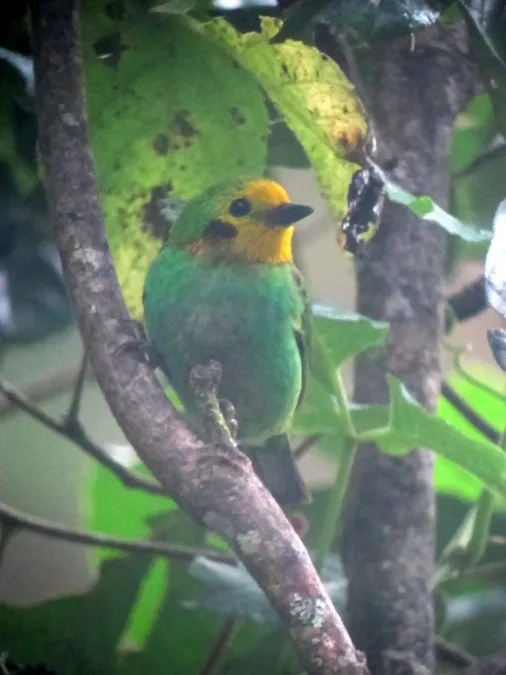 File:Chlorochrysa nitidissima Tangara multicolor Multicolored Tanager (8255160461).jpg