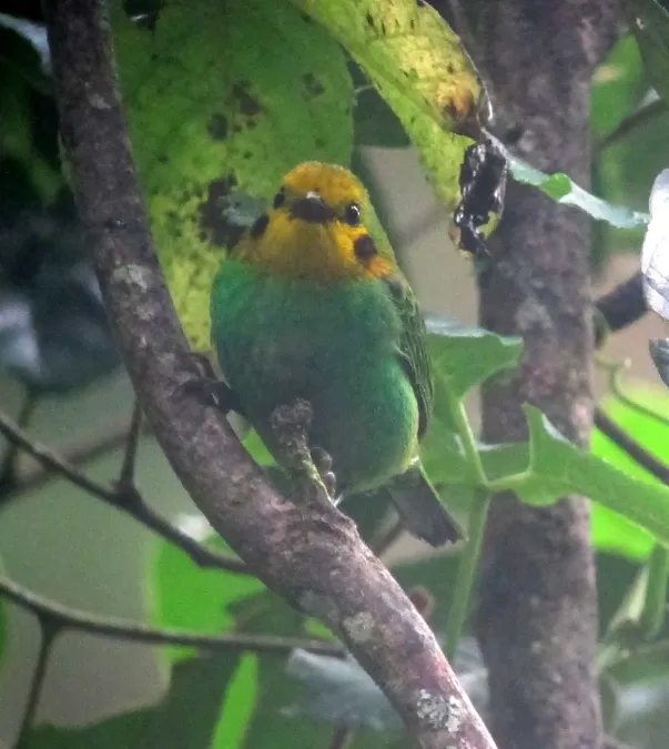 File:Chlorochrysa nitidissima Tangara multicolor Multicolored Tanager (8255153421).jpg