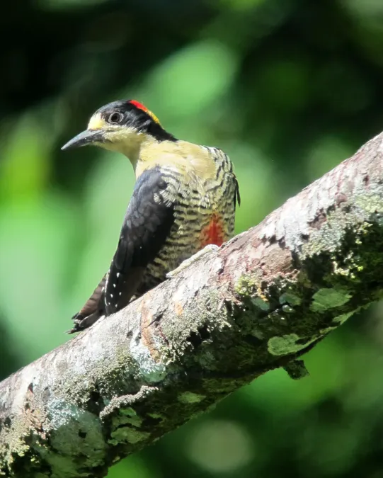 File:Melanerpes pulcher Carpintero bonito Beautiful Woodpecker (8254342491).jpg
