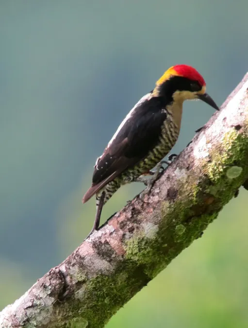 File:Melanerpes pulcher Carpintero bonito Beautiful Woodpecker (8254342769).jpg