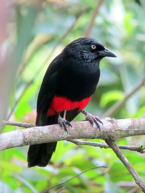 File:Hypopyrrhus pyrohypogaster Cacique candela Red-bellied Grackle (8253894561).jpg