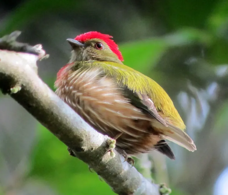 File:Machaeropterus regulus Saltarín rayado Striped Manakin (male) (8254952524).jpg