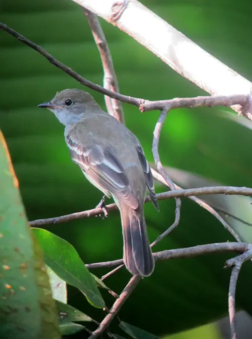 File:Elaenia spectabilis Elaenia austral Large Elaenia (8253361248).jpg