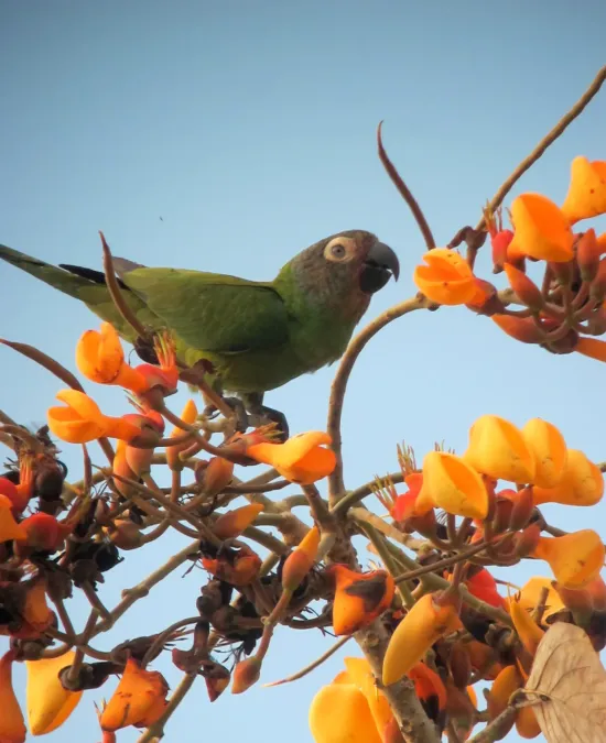 File:Aratinga weddellii Perico canoso Dusky-headed Parakeet (8252080833).jpg