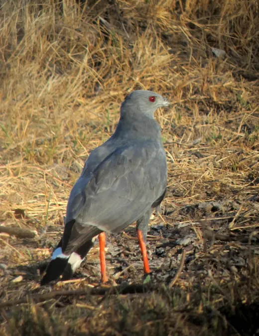 File:Geranospiza caerulescens Aguililla zancona Crane Hawk (8251982705).jpg