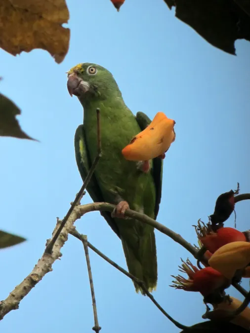 File:Brotogeris sanctithomae Periquito cabeciamarillo Tui Parakeet (8253149888).jpg
