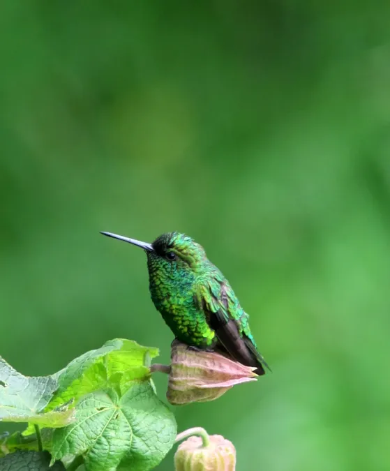 File:Chlorostilbon poortmani Esmeralda rabicorta Short-tailed Emerald (8253021378).jpg