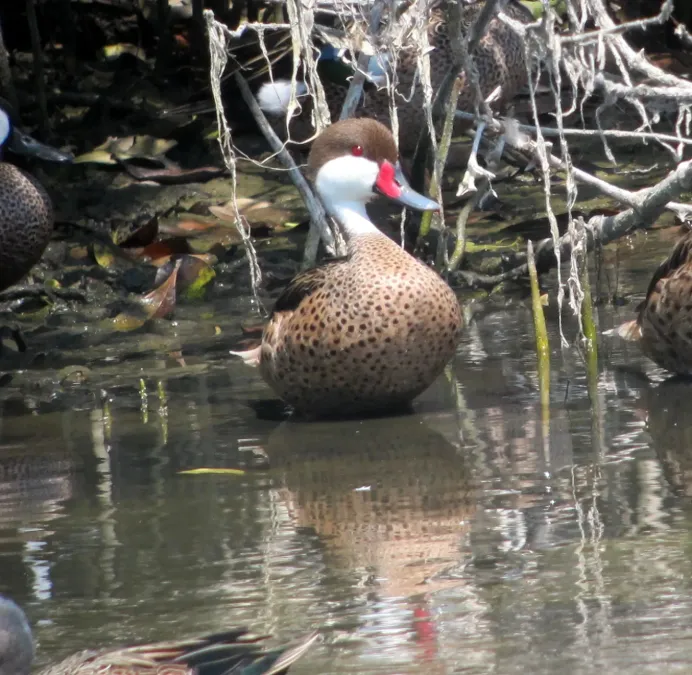 File:Anas bahamensis Pato cariblanco White-Cheeked Pintail (8224532507).jpg