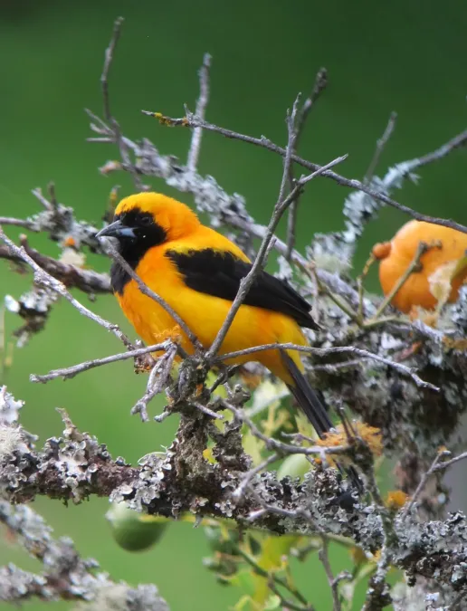File:Icterus chrysater Turpial montañero Yellow-backed Oriole (8215540746).jpg