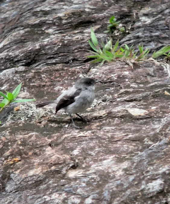 File:Serpophaga cinerea Tiranuelo salta arroyo Torrent Tyrannulet (8214078117).jpg
