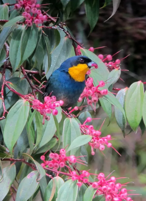File:Iridosornis porphyrocephalus Musguerito gargantilla Purplish-mantled Tanager (8213945603).jpg