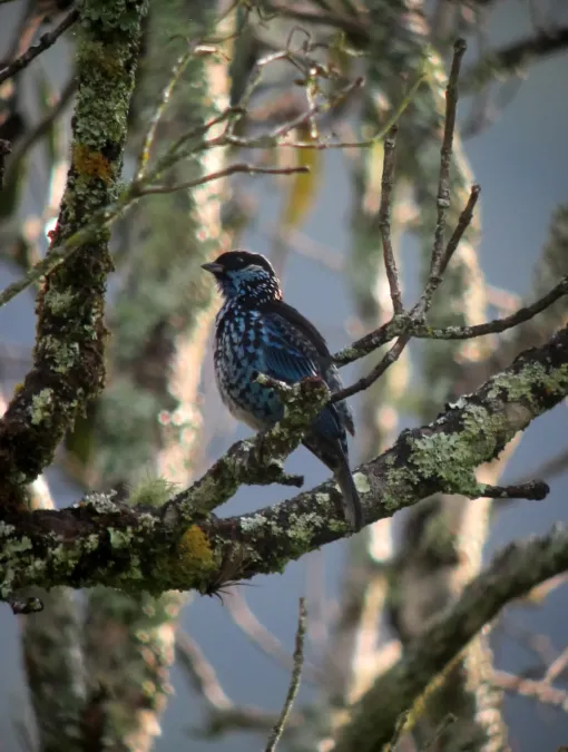 File:Tangara nigroviridis Tángara berlina Beryl-spangled Tanager (8213644677).jpg