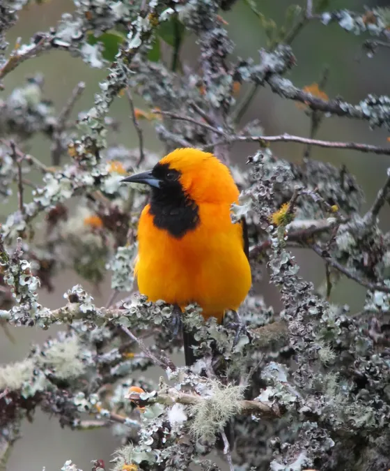 File:Icterus chrysater Turpial montañero Yellow-backed Oriole (8214657790).jpg