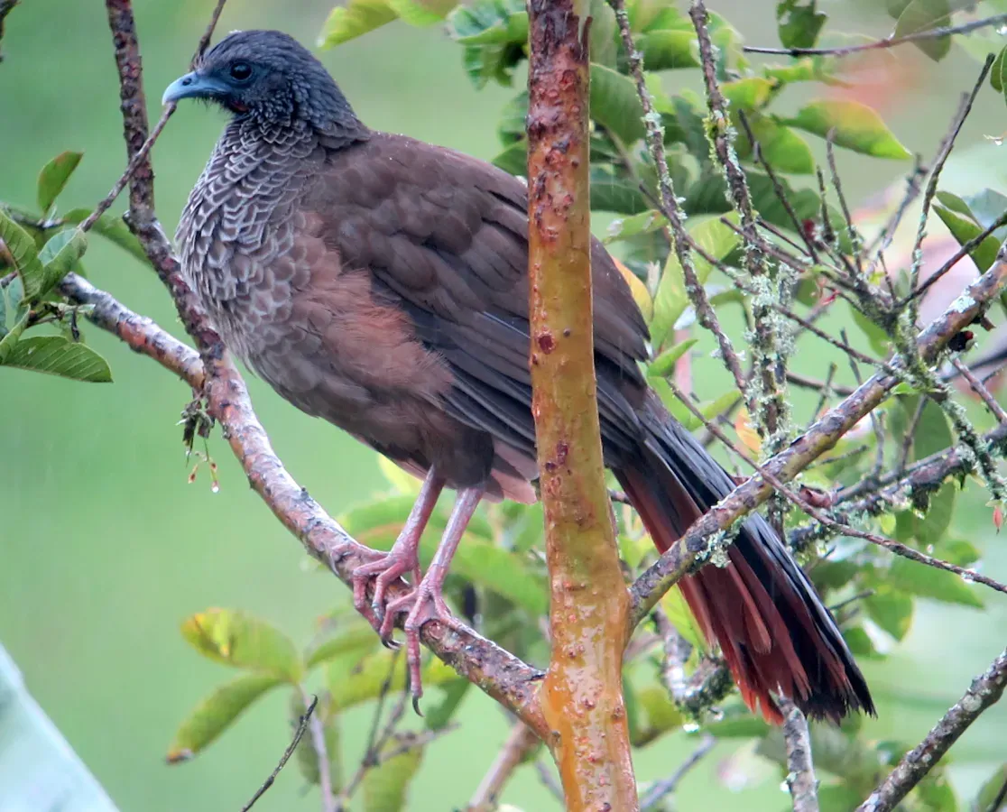 File:Ortalis columbiana Guacharaca colombiana Colombian Chachalaca (8199887476).jpg