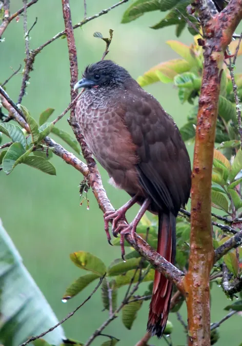 File:Ortalis columbiana Guacharaca colombiana Colombian Chachalaca (8198791477).jpg