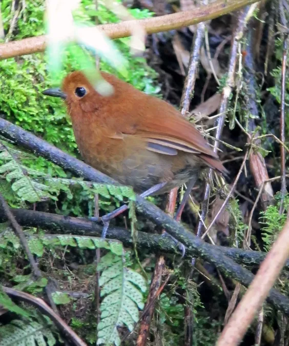 File:Grallaria rufula Tororoi flautista Rufous Antpitta (8193936564).jpg