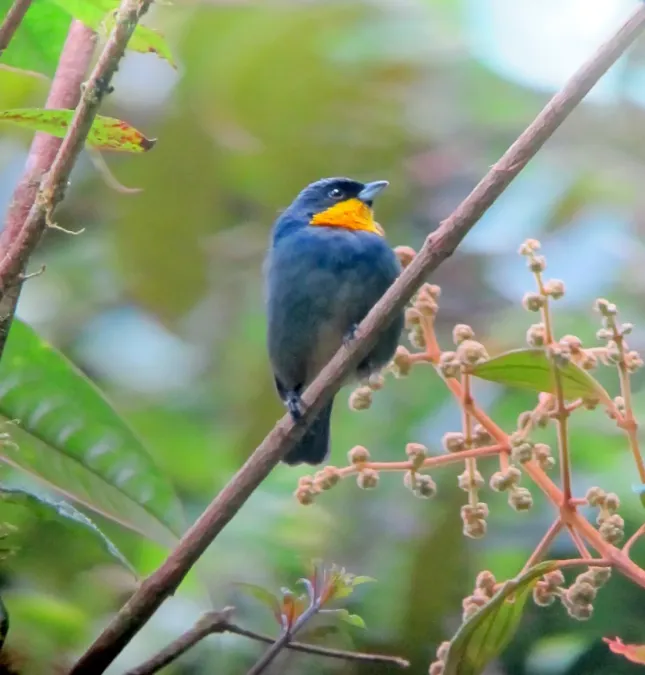 File:Iridosornis porphyrocephalus Musguerito gargantilla Purplish-mantled Tanager (8192637025).jpg