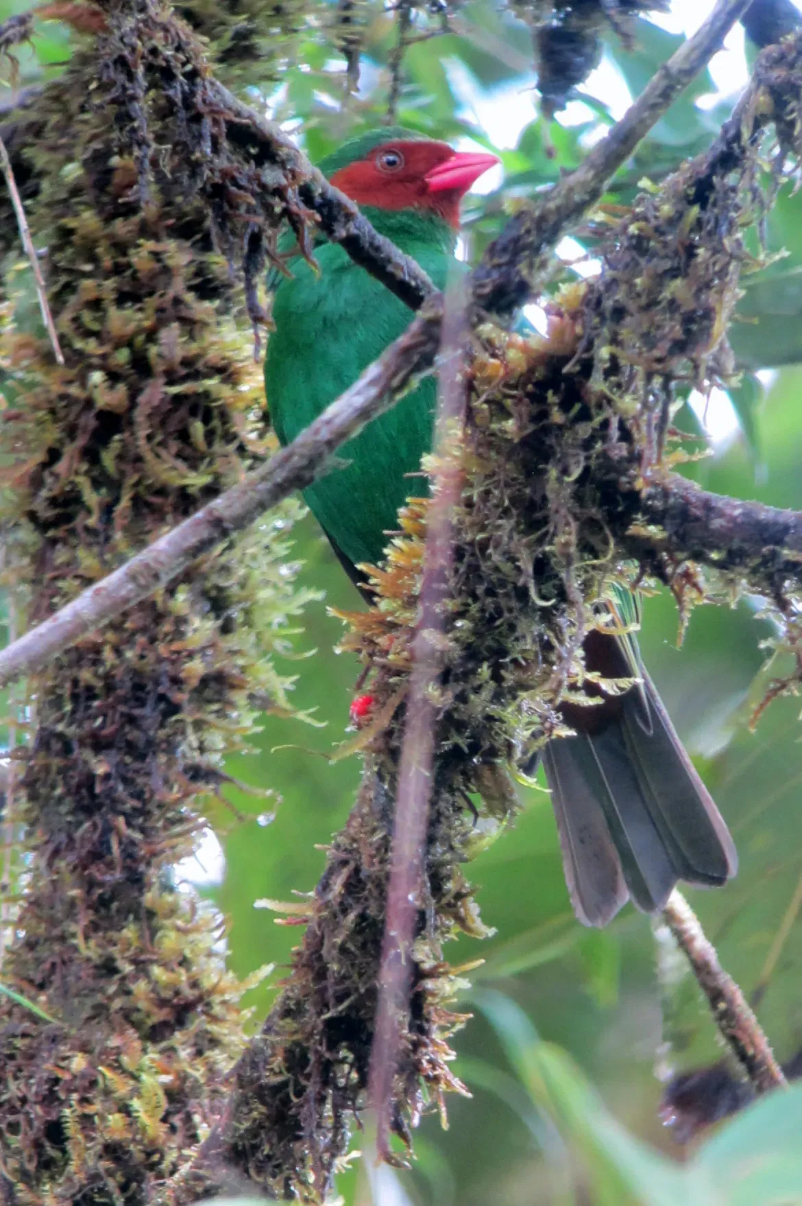 File:Chlorornis riefferii Clorornis patirrojo Grass-green Tanager (8192638277).jpg