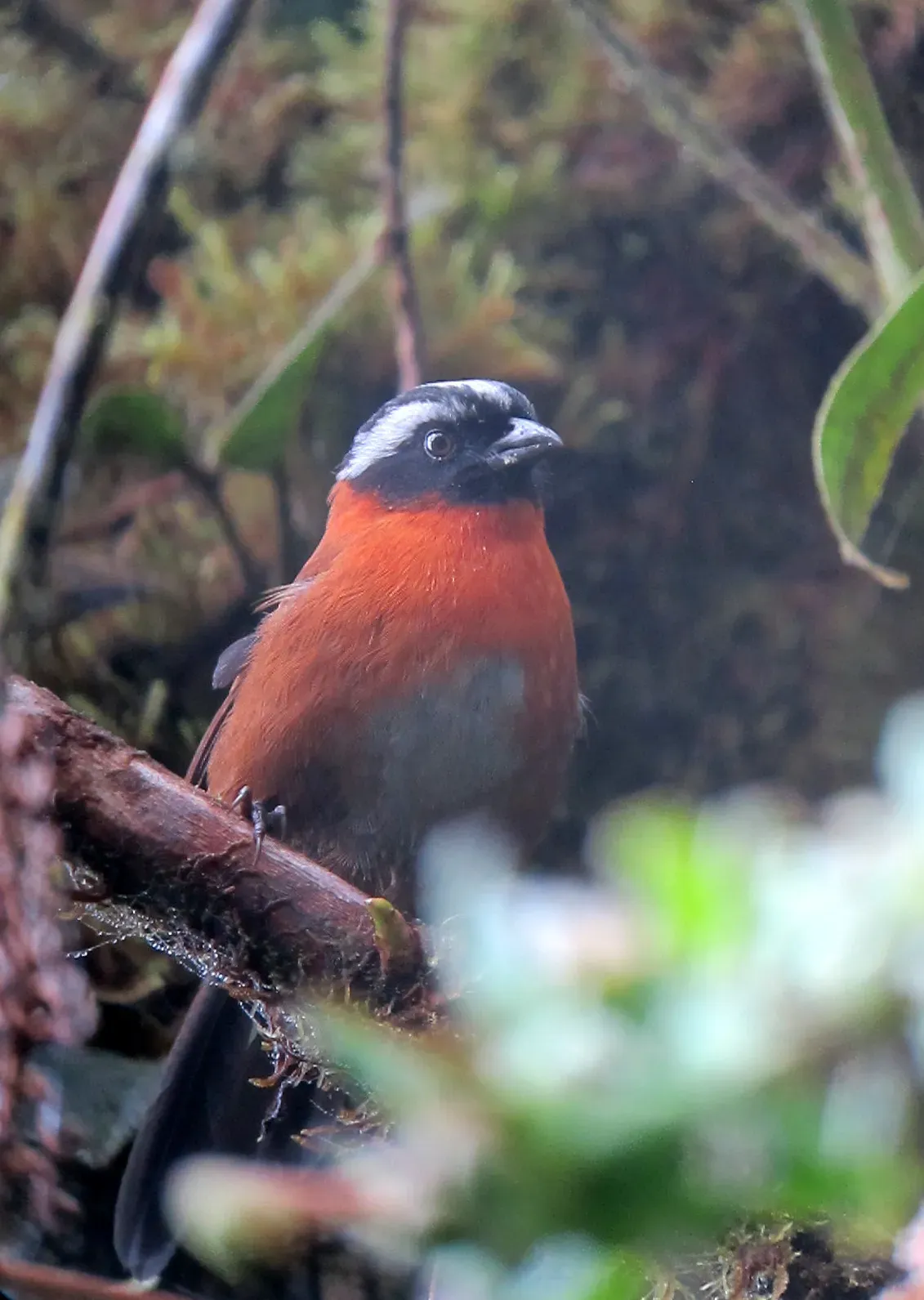 File:Oreothraupis arremonops Gorrión tangarino Tanager Finch (8192523571).jpg
