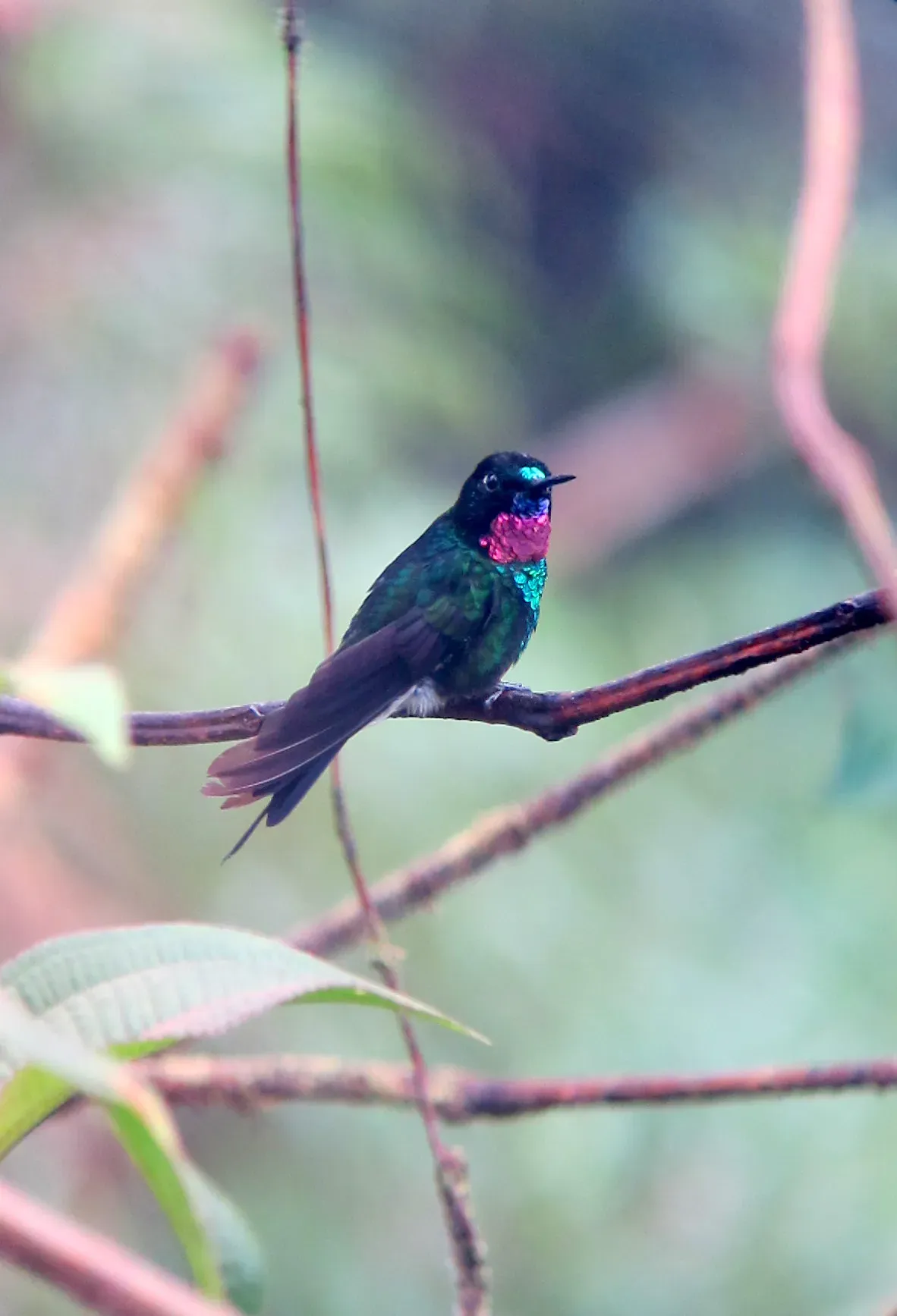 File:Heliangelus exortis Heliángelus belicoso Tourmaline Sunangel (8193613144).jpg