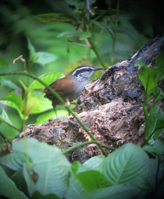 File:Henicorhina negreti Cucarachero de Munchique Munchique Wood-Wren (8193297166).jpg