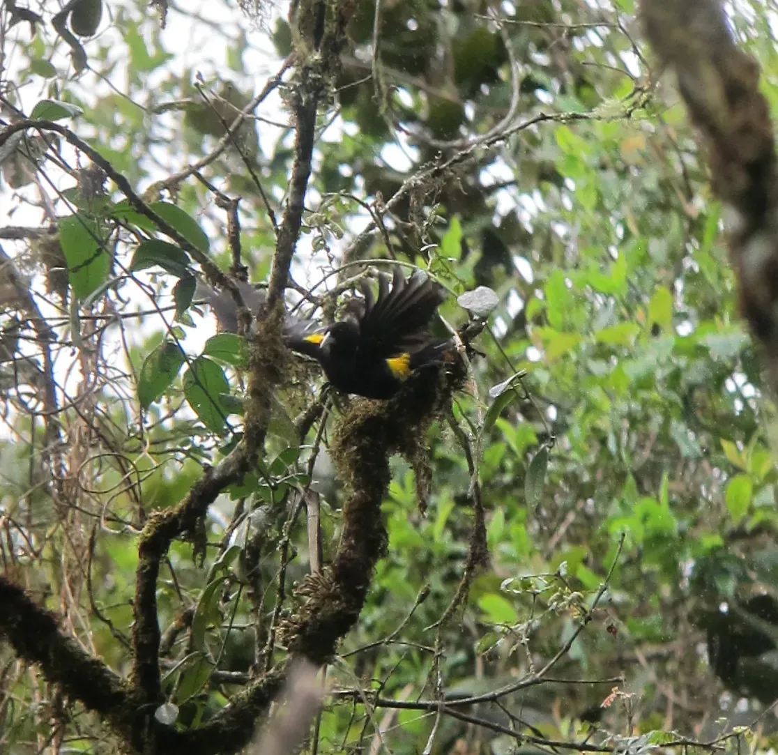 File:Cacicus chrysonotus Arrendajo montañero Mountain Cacique (8192155323).jpg