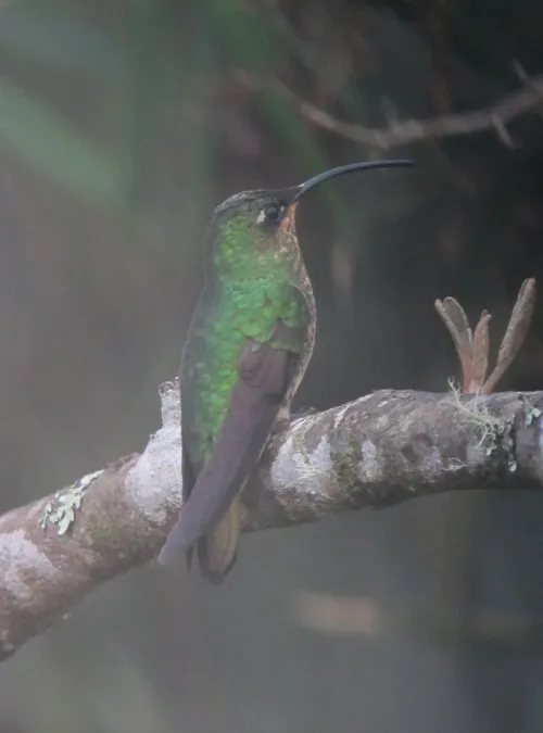 File:Lafresnaya lafresnayi Colibrí aterciopelado Mountain Velvetbreast (female) (8192155507).jpg