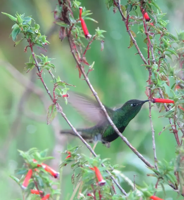 File:Lafresnaya lafresnayi Colibrí aterciopelado Mountain Velvetbreast (male) (8192506302).jpg