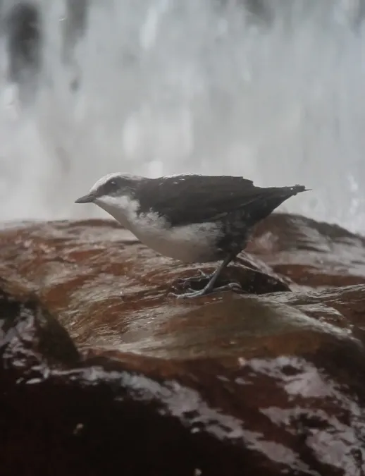 File:Cinclus leucocephalus Mirlo-acuático Suramericano White-capped Dipper (8192488208).jpg