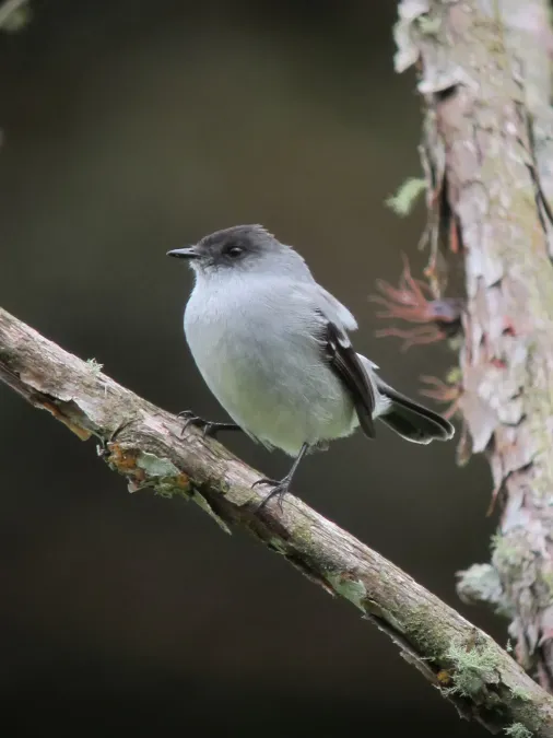 File:Serpophaga cinerea Tiranuelo salta arroyo Torrent Tyrannulet (8192434328).jpg