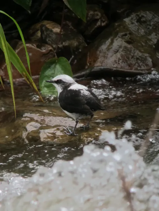 File:Cinclus leucocephalus Mirlo-acuático Suramericano White-capped Dipper (8191347711).jpg