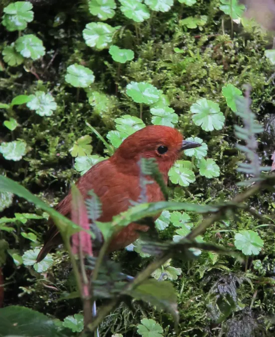 File:Grallaria rufula Tororoi flautista Rufous Antpitta (8192420664).jpg