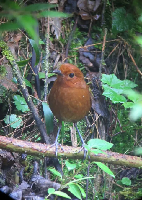 File:Grallaria rufula Tororoi flautista Rufous Antpitta (8192420952).jpg