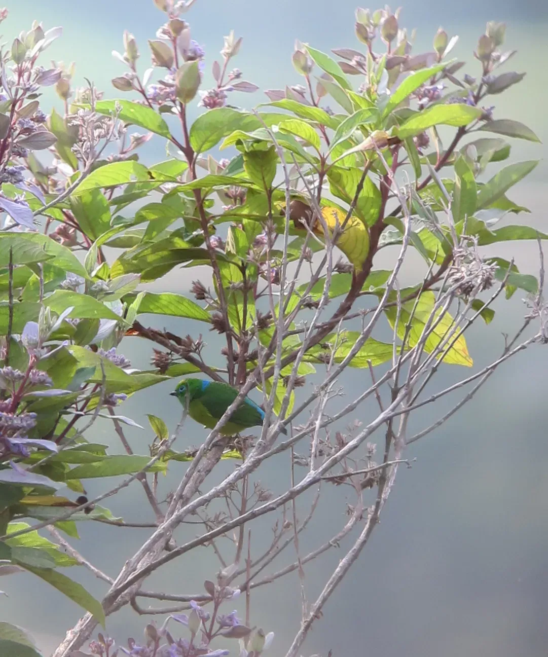 File:Chlorophonia cyanea Clorofonia verdiazul Blue-naped Chlorophonia (8173450450).jpg