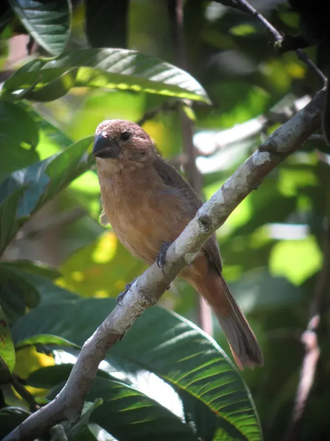 File:Sporophila funerea Arrocero piquigrueso Thick-billed Seed-Finch (female) (8173114957).jpg