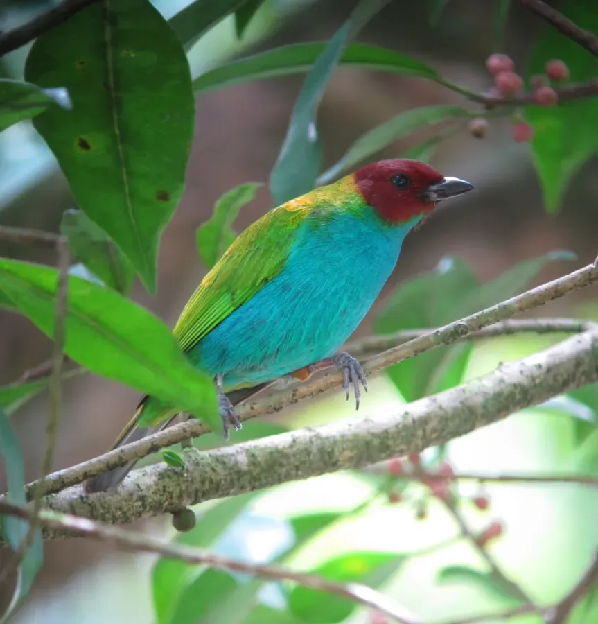 File:Tangara gyrola Tángara cabecirrufa Bay-headed Tanager (8171901352).jpg